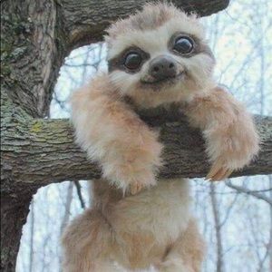 Meet your Posher, Stevie